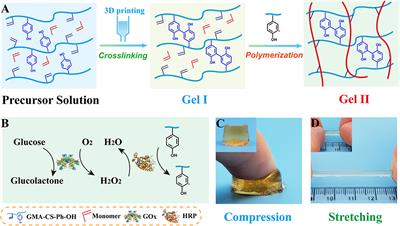 Dual-Enzyme Crosslinking and Post-polymerization for Printing of Polysaccharide-Polymer Hydrogel